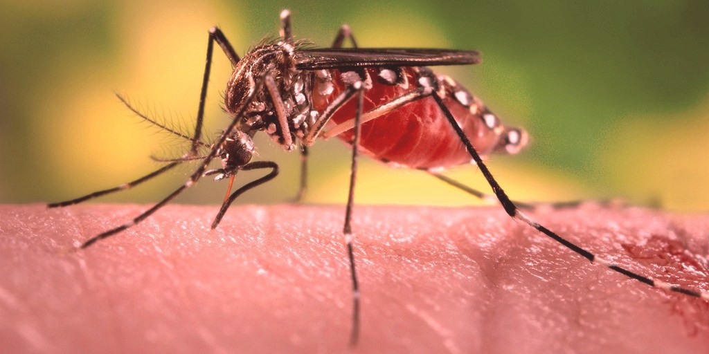 बारपाक सुलिकोट गाउँपालिकाका एकजनामा जापानिज इन्सेफ्लाइटिस पुष्टि