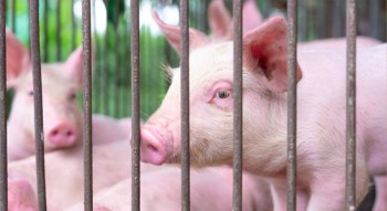 उपत्यकाआसपास १० हजार सुँगुर-बंगुरमा ‘अफ्रिकन स्वाइन फिभर’, सतर्कता अपनाउन आग्रह