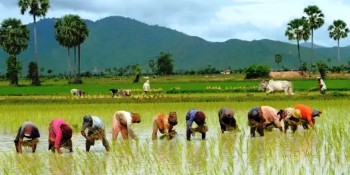 आज किसानको विशेष दिन असार १५, राष्ट्रिय धान दिवसका रूपमा मनाइँदै
