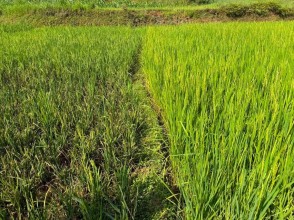 धानबालीमा मरुवा रोगले किसान चिन्तित, पालिकाद्वारा स्थलगत प्राविधिक अनुगमन