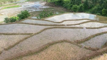 मनसुन सक्रिय भएपछि गोरखामा ५८ प्रतिशत  रोपाइँ सकियो