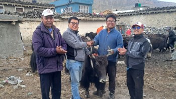 घरपझोङ गाउँपालिकाद्वारा किसानलाई अनुदानमा याक र नाक वितरण