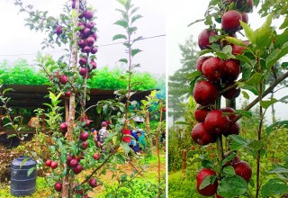 वडाध्यक्षको स्याउ खेती