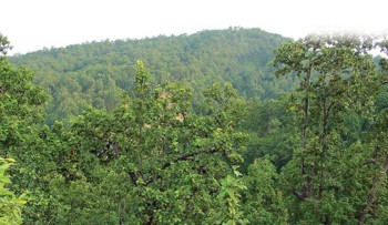 वन समूहका अध्यक्षविरुद्ध अख्तियारले दायर गर्‍यो भ्रष्टाचार मुद्दा