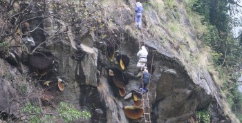 ज्यानै जोखिममा राखेर भिरमा मह काढ्दै, पर्यटक पनि आकर्षित