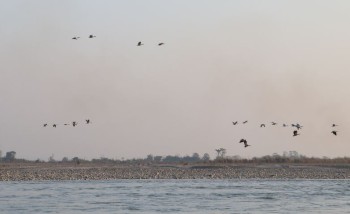 नारायणी नदी आसपासका क्षेत्रमा ४२ प्रजातिका चरा भेटिए