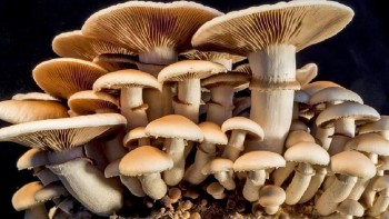 जंगली च्याउ खाँदा चौदण्डीगढी नगरपालिकामा एकै परिवारका ८ जना बिरामी, ३ को अवस्था गम्भीर