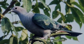 मेचीनगरमा भेटियो ‘हरित परेवा’को बथान‚ चरा संरक्षित नगरपालिका घोषणा गर्न माग