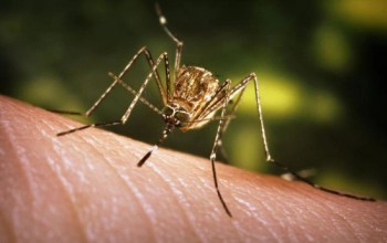 जापानिज इन्सेफ्लाइटिस्ले लियो ३५ जनाको ज्यान