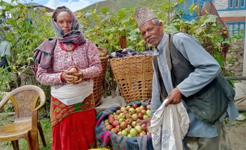 तातोपानी गाउँपालिकाले भन्यो भदौ १५ गतेदेखि स्याउ टिप्नू