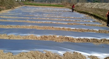 भीरकोट नगरपालिकाको अनुकरणीय काम, आँधीखोला किनार क्षेत्रमा तर्बुजाखेती सुरु