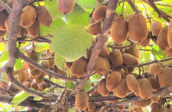 धार्चे गाउँपालिकाको यामगाउँमा २०० रोपनीमा व्यवसायिक किवी खेती