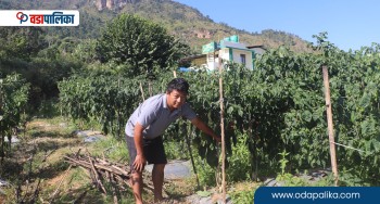 अकबरे खुर्सानी खेतीबाट वार्षिक ५५ देखि र ६० लाखसम्म आम्दानी