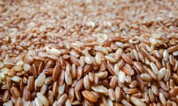 जुम्लाबाट एक वर्षमा तीन करोड बढीको मार्सी चामल बिक्री