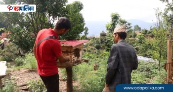 व्यावसायिक मौरीपालनमा किसान आकर्षित, यसरी सहयोगी बने स्थानीय सरकारहरु