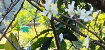 चैतमा फुल्ने  ‘पलम’ असोजमै फुल्यो