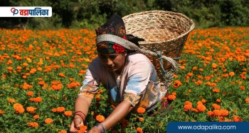 दसैँमै फुल्यो तिहारलाई लगाएको सयपत्री, चिन्तामा तनहुँका किसान