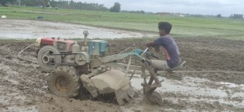 रोपाइँमा हराए गोरु र राँगा, बढ्यो ट्याक्टर र पावर टिलरको प्रयोग