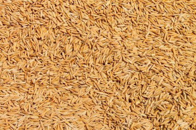 खाद्यले किन्यो चार हजार क्विन्टल धान