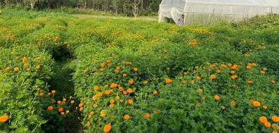 सयपत्री फूल बिकेन ? चिन्ता नलिनुस् बनस्पति विभागले सिकाउँदै छ क्रिमदेखि तेलसम्म बनाउने तरिका