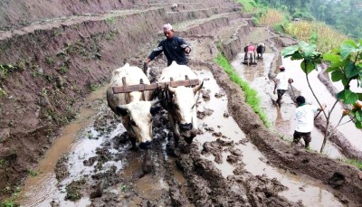 कृषिबाटै आत्मनिर्भर छन् कोशी प्रदेशका ४४ प्रतिशत नागरिक
