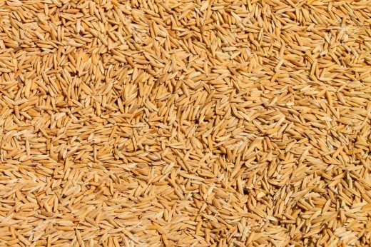 खाद्यले किन्यो चार हजार क्विन्टल धान
