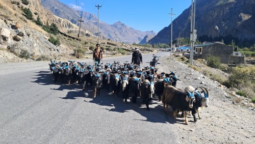 तिहारका लागि डोल्पा र मुस्ताङबाट हजार बढी भेडाच्याङ्ग्रा बिक्री