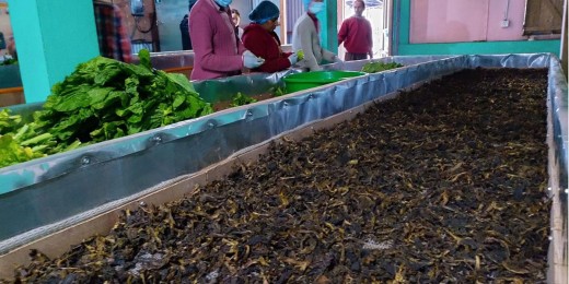 भानु नगरपालिकाले बनाउँदैछ 'गुन्द्रुक ब्रान्ड'