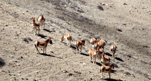 उपल्लो मुस्ताङमा देखिए ठूलो संख्यामा जङ्गली गधा