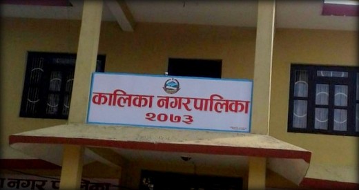 कालिका नगरपालिकाले उन्नत गहुँको बीउमा ५० प्रतिशत अनुदान दिने, यस्तो छ लिने प्रक्रिया