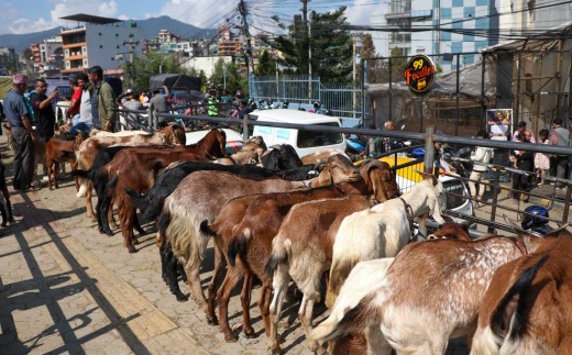 आजदेखि दसैँका लागि अनलाइनबाट खसीबोका बुकिङ गर्न सकिने