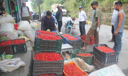 रिब्दीकोटका किसानले अकबरे खुर्सानी बेचेर मनाए दसैँतिहार