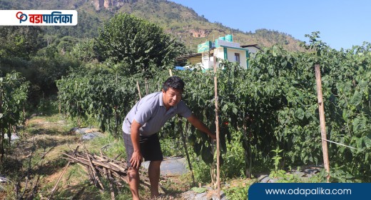 अकबरे खुर्सानी खेतीबाट वार्षिक ५५ देखि र ६० लाखसम्म आम्दानी