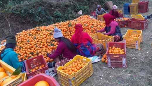 व्यास नगरपालिकाको एउटै वडाले सुन्तला बेचेर भित्र्यायो करोड