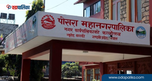 पोखरा महानगरमा ५५० जनाको गोठमा हलगोरु, नगरपालिकाले बाँढ्यो १० लाख 