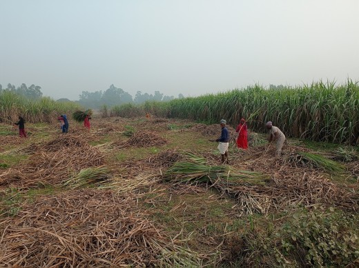 उखु काटेर उद्योगमा पुर्‍याउन उखु किसानलाई धपेडी