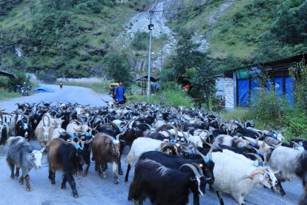 हिमालबाट बजार झरे लेकाली भेडाच्याङ्ग्रा