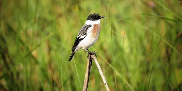 शुक्लाफाँटामा विश्वकै दुर्लभ १९ प्रजातिका चरा