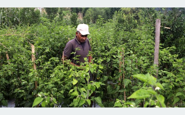 विदेश छाडेर गाउँमा जैविक कृषिमा रमाएका ‘कुमार’