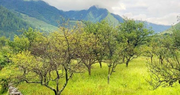 ढोरपाटन र निसेलढोरमा स्याउ नफल्दा किसान चिन्तित