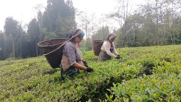 भारतले नेपाली चियामा कडाइ गरेपछि बन्द हुँदै चिया उद्योग, समस्यामा किसान