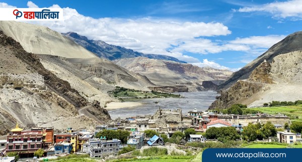 वारागुङ मुक्तिक्षेत्र गाउँपालिकामा बहुमूल्य हिमाली जडीबुटी तोराको संरक्षण र खेती विस्तार