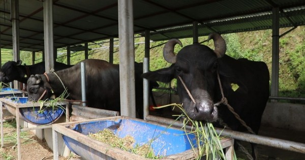 बाग्लुङका किसान पशुको कृत्रिम गर्भाधानतिर किन लागे ?