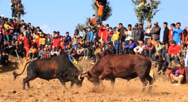 धादिङमा जुधाइयो एक सय हल गोरु