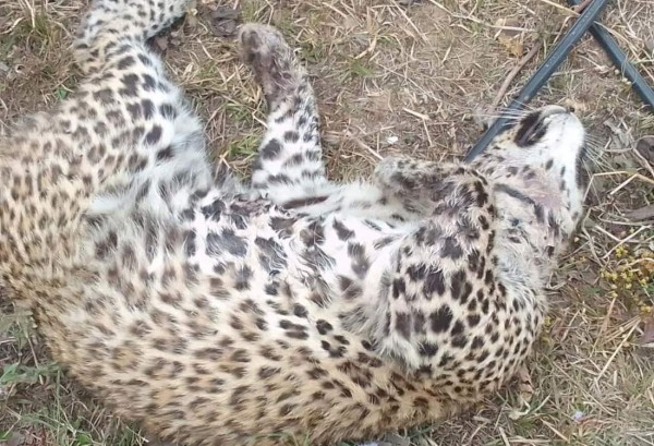 गोरखामा मृत अवस्थामा चितुवा फेला