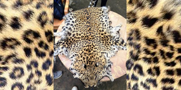 ललितपुरको थकाली चुलो एन्ड क्याफेबाट चितुवाको छालासहित दुई पक्राउ