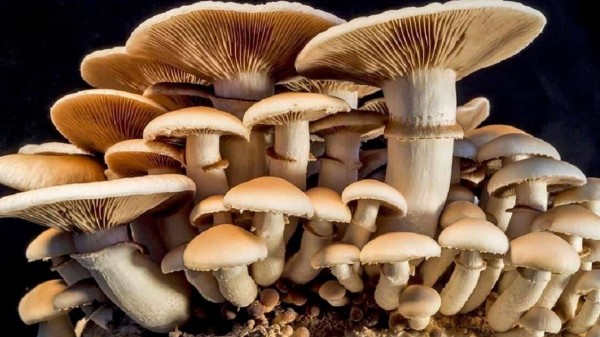 जंगली च्याउ खाँदा चौदण्डीगढी नगरपालिकामा एकै परिवारका ८ जना बिरामी, ३ को अवस्था गम्भीर
