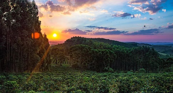 जलवायु परिवर्तनले गर्मी बढ्दा कफी खेतीमा गम्भीर असर, मूल्य बढ्ने सम्भावना