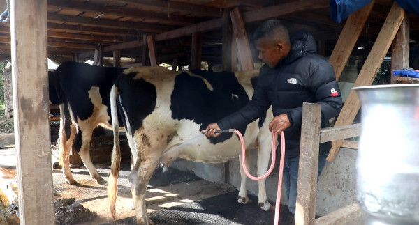 वडाध्यक्ष तामाङको गाई फार्मः जनप्रतिनिधिलाई उदाहरण, जनतालाई उत्प्रेरणा