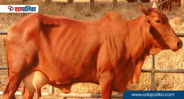 स्थानीय सरकारले गाई सुत्केरी भएपछि किसानलाई १० हजार रुपैयाँ दिने 